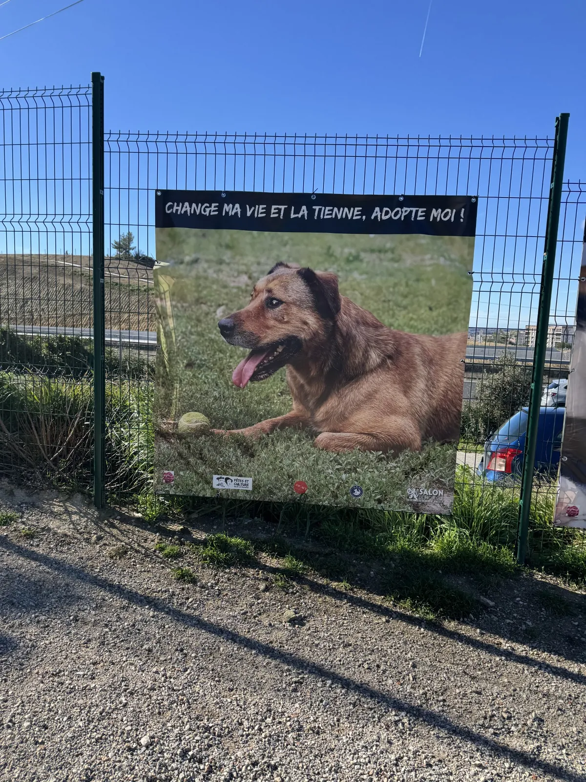 Rencontre avec les animaux de la SPA 