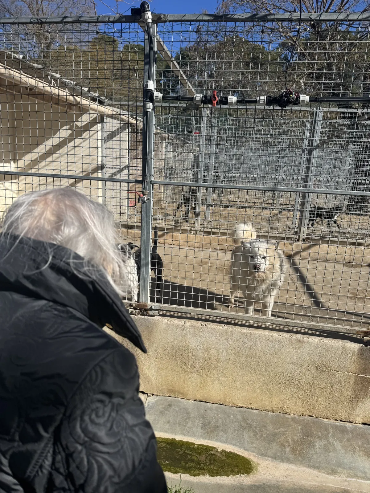Rencontre avec les animaux de la SPA 