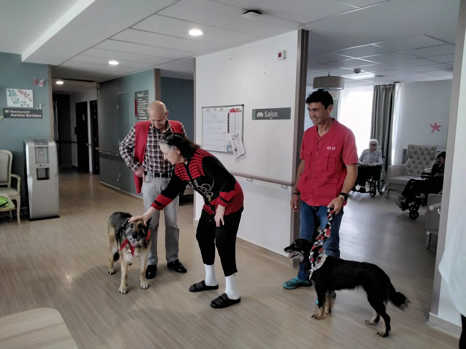Chiens visiteurs 