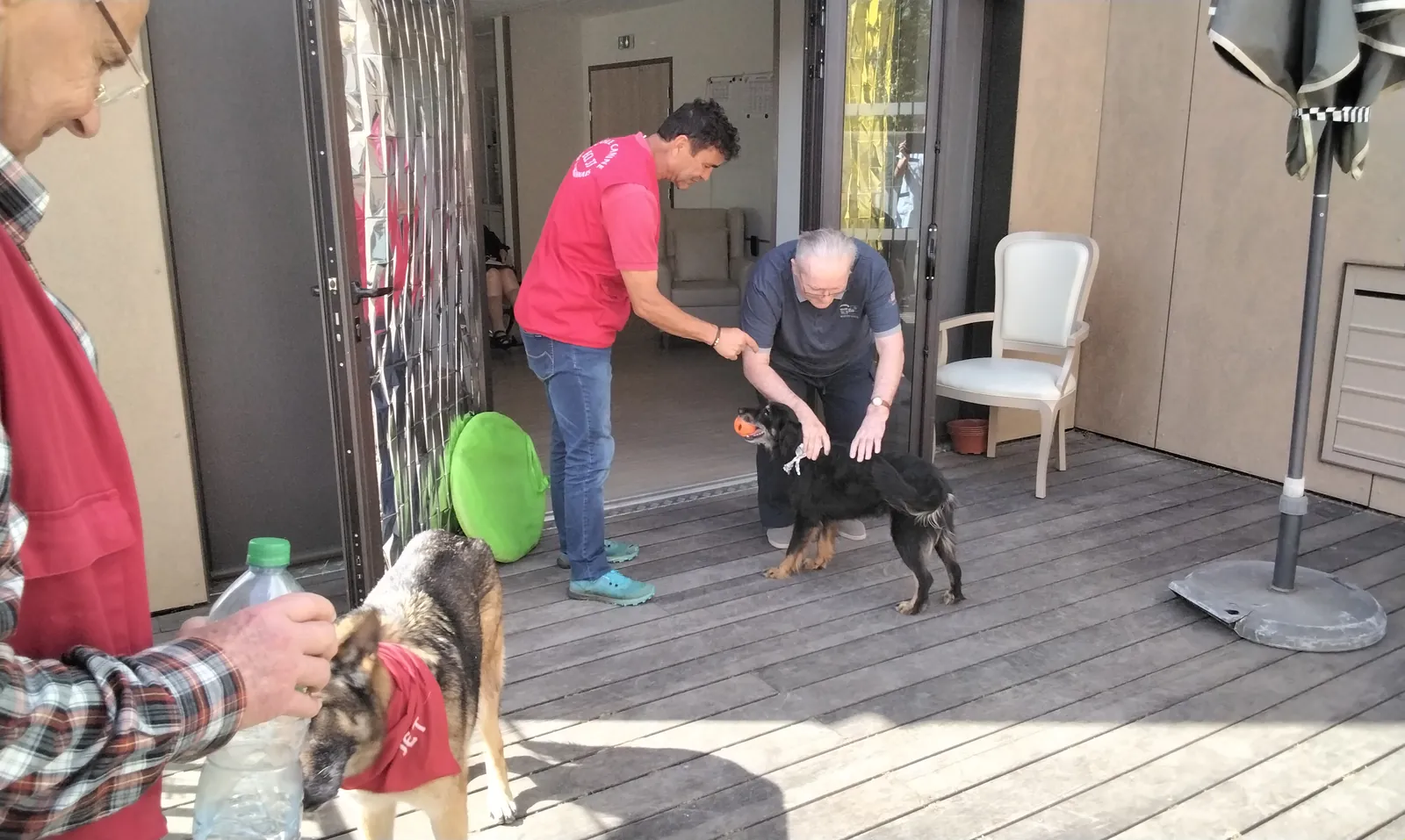 Chiens visiteurs 