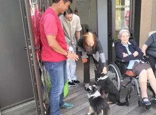 Chiens visiteurs 