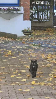 Balade dans le parc