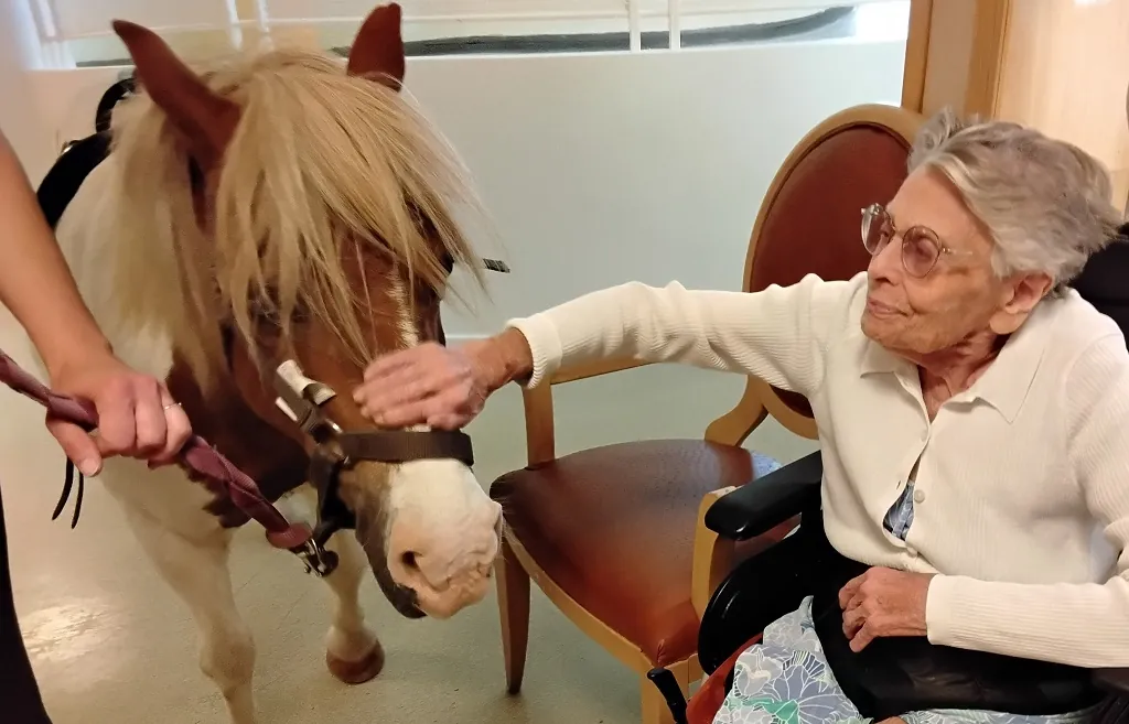 Un poney au milieu du salon !