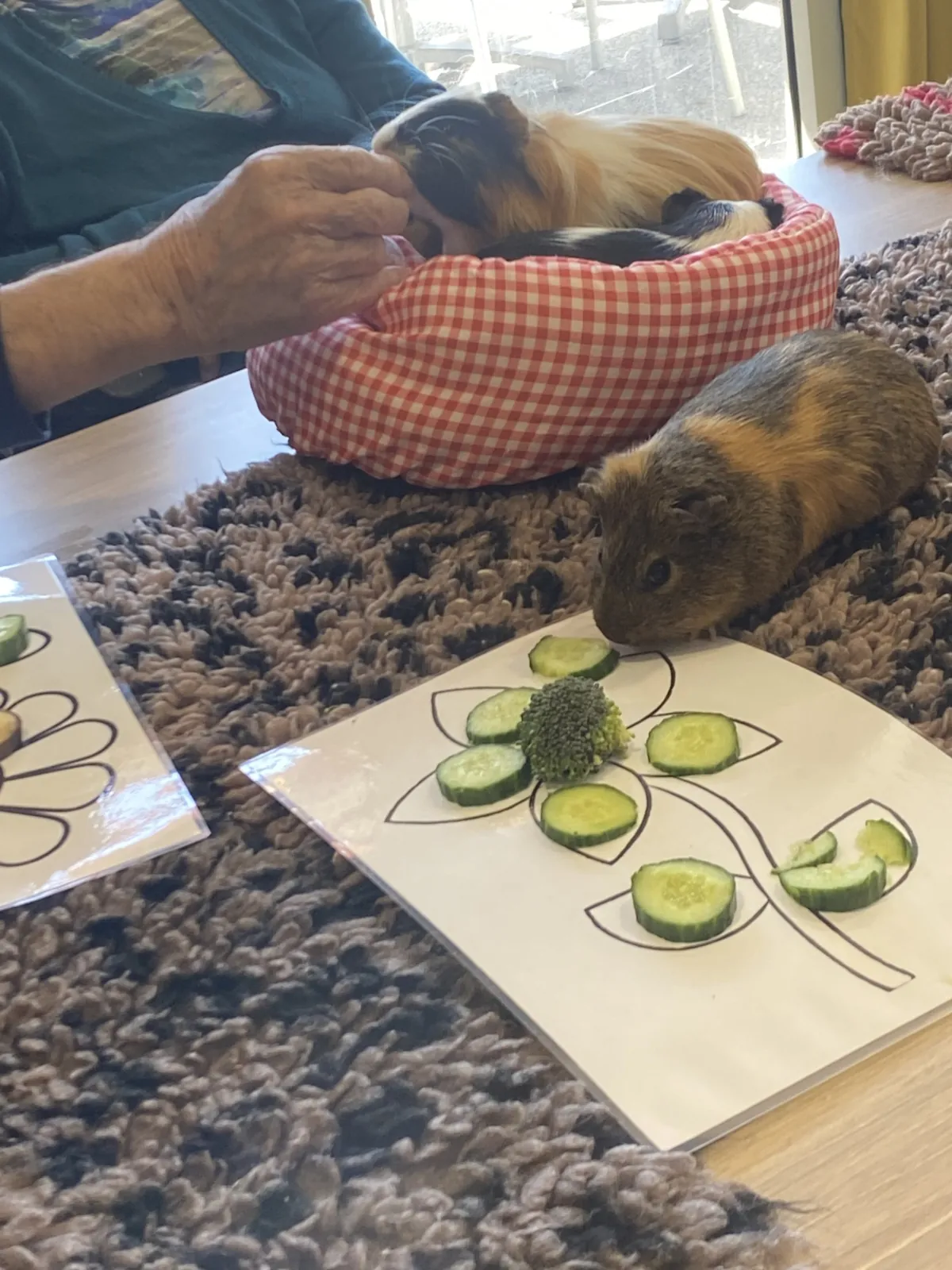 Médiation animale : une rencontre pleine de douceur