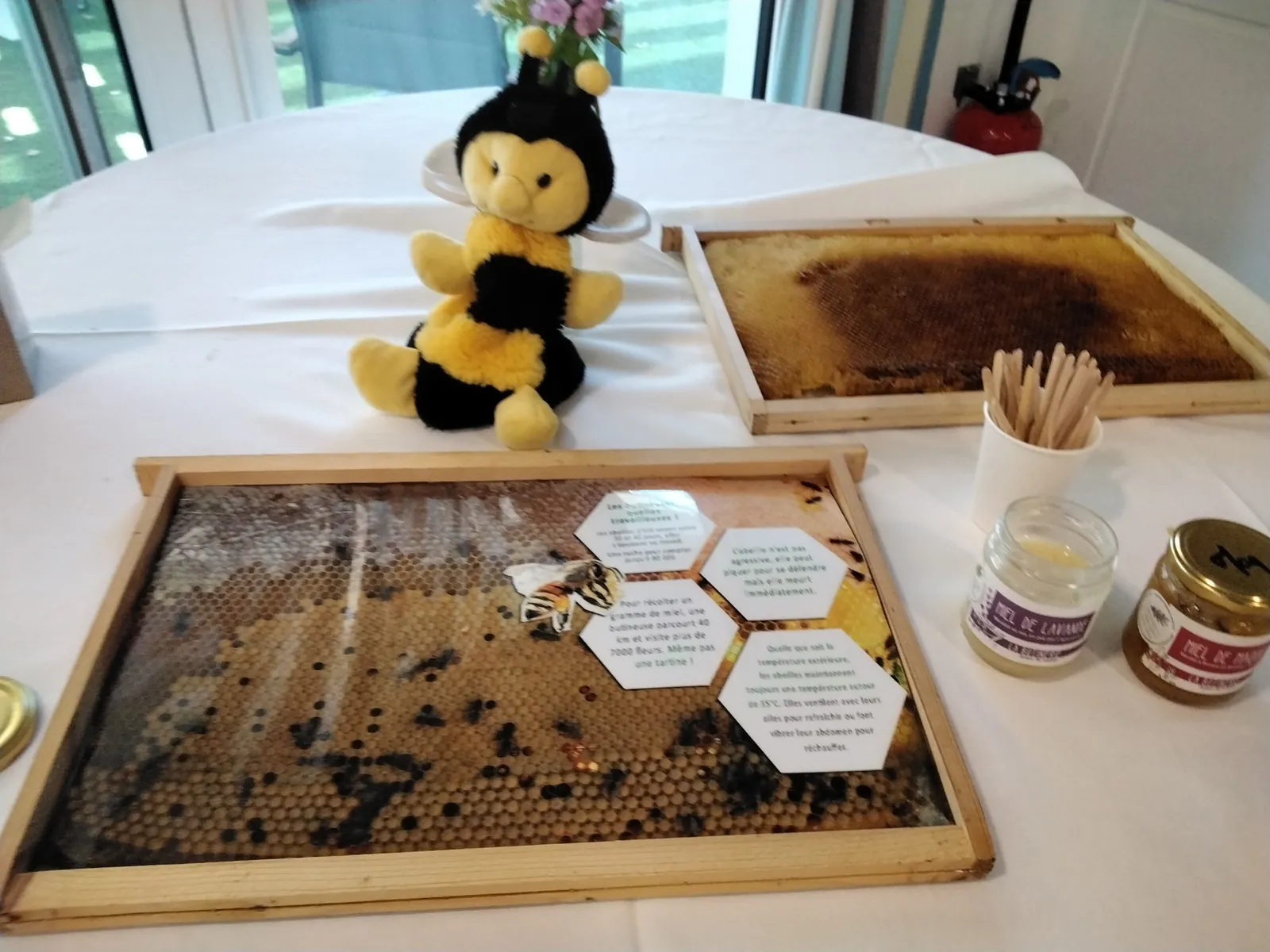 DU MIEL ET DES  ABEILLES  POUR NOS VENDREDIS CULTURELS 