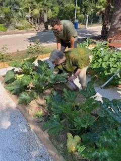 Cuisiner avec nos légumes du potager