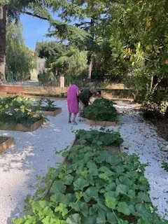 Cuisiner avec nos légumes du potager