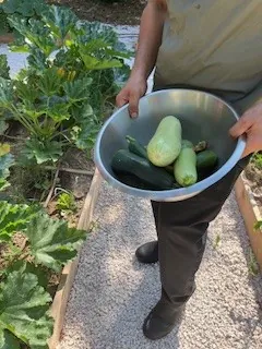 Cuisiner avec nos légumes du potager