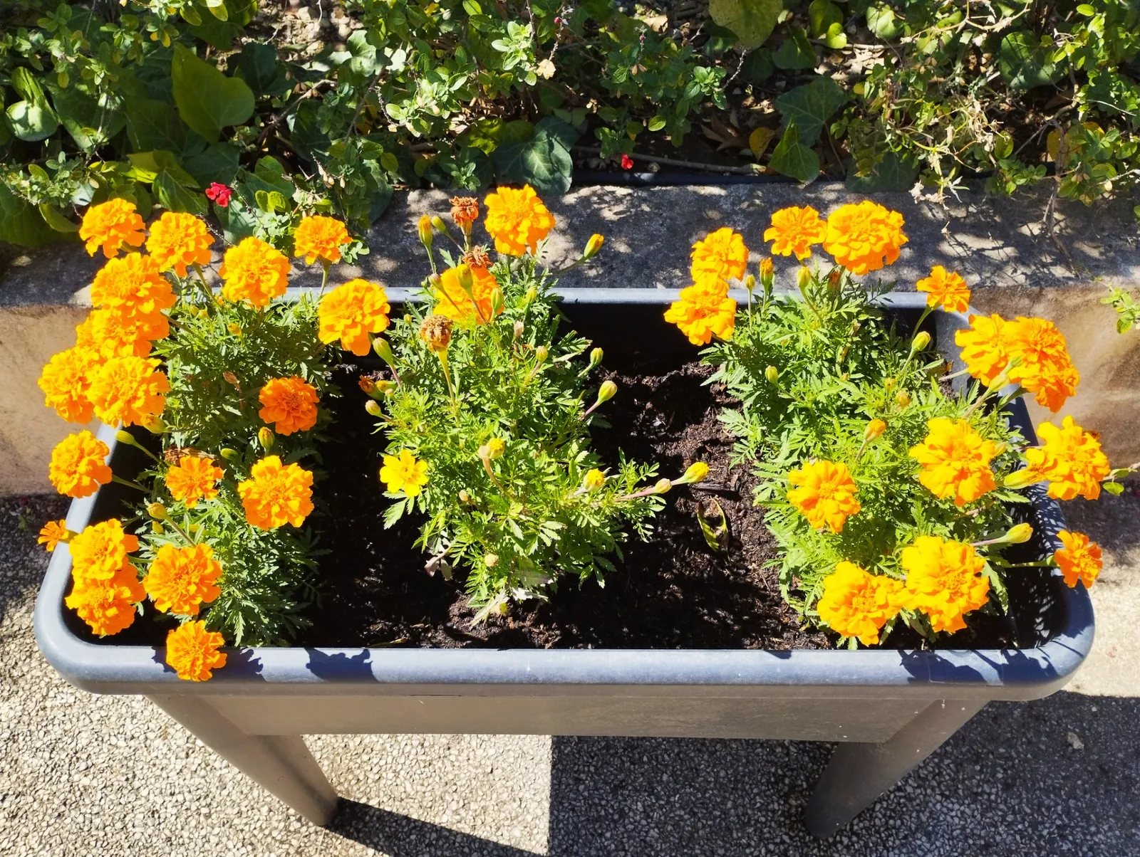 Notre jardin