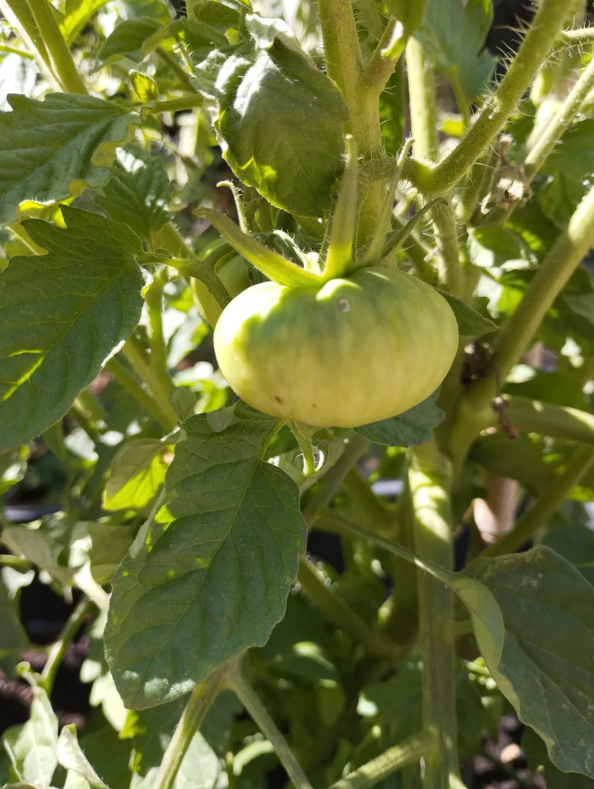 Notre jardin