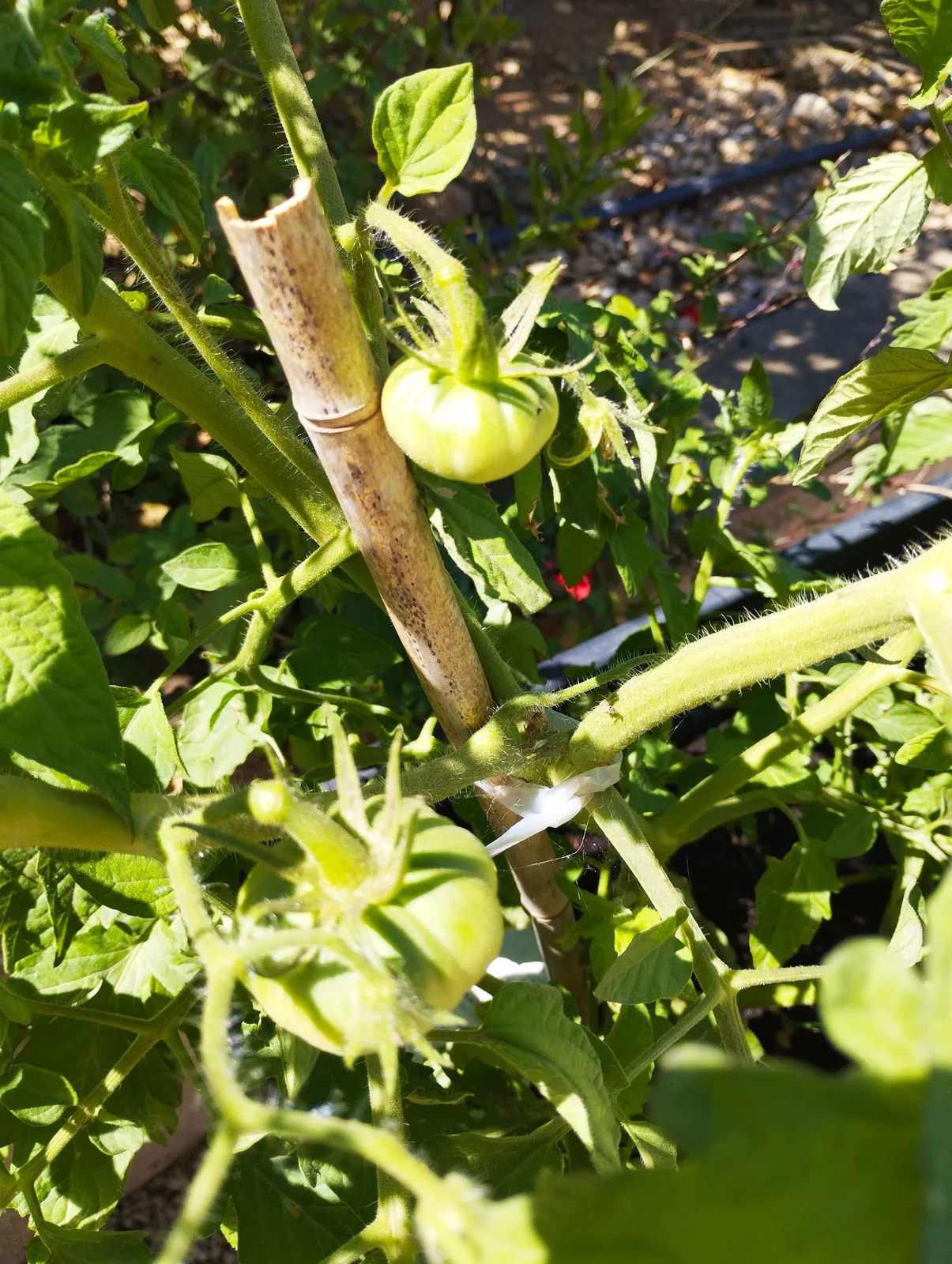 Notre jardin