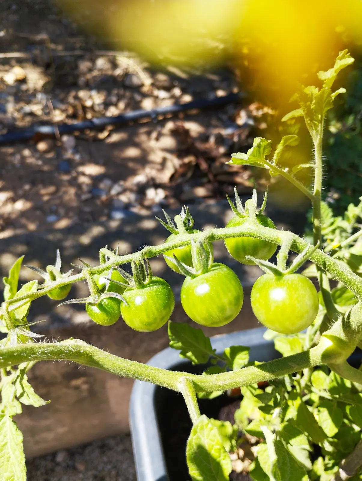 Notre jardin