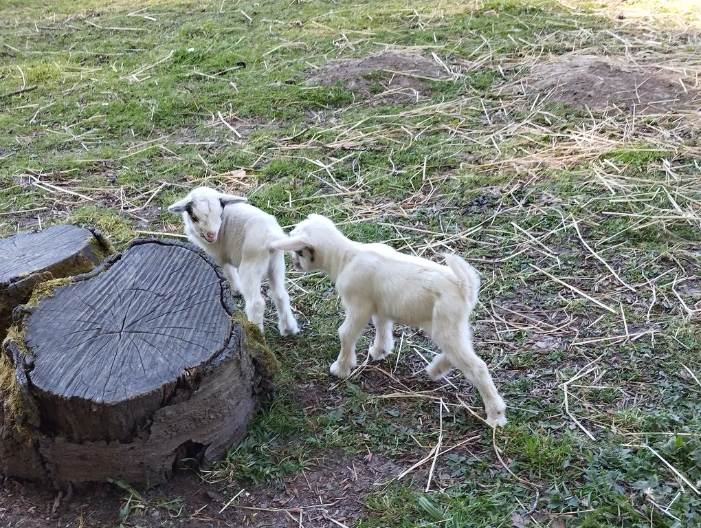 Visite d'une ferme pédagogique à Rosay
