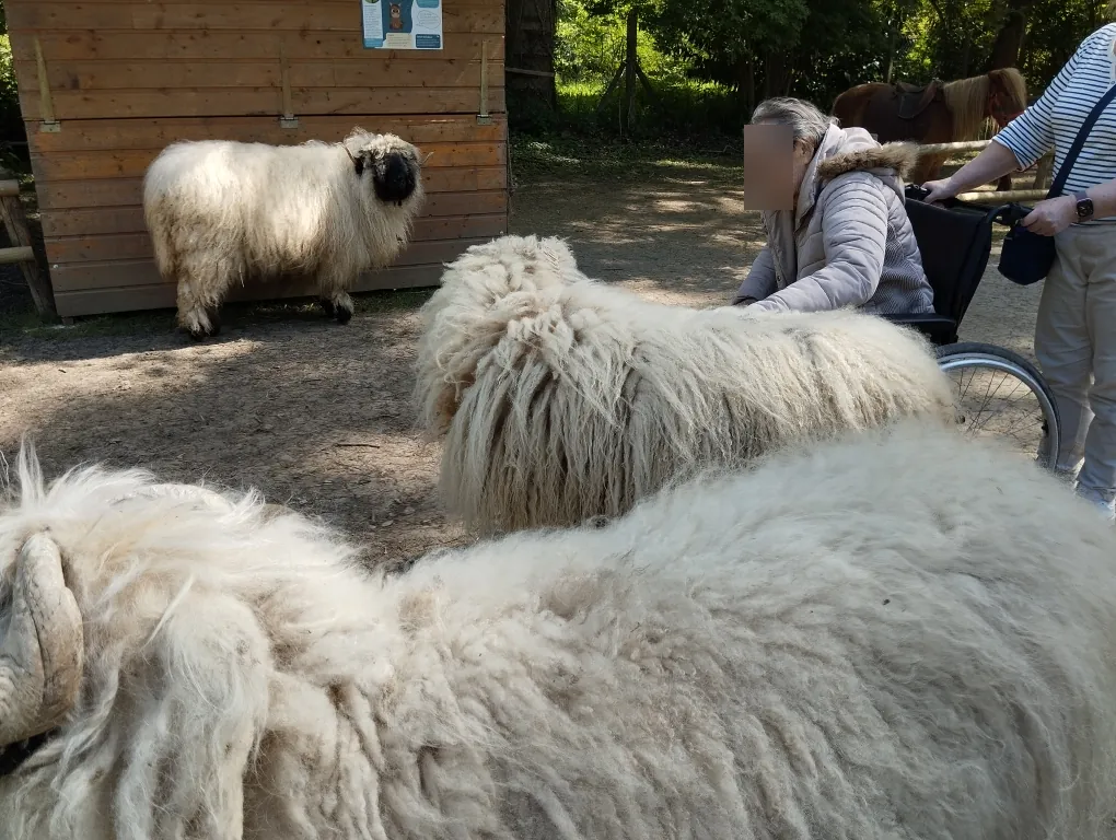 Visite d'une ferme pédagogique à Rosay