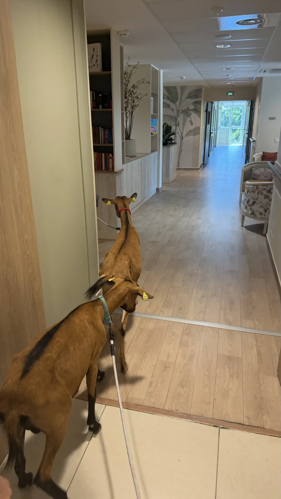 Visite de Molly et Noisette 