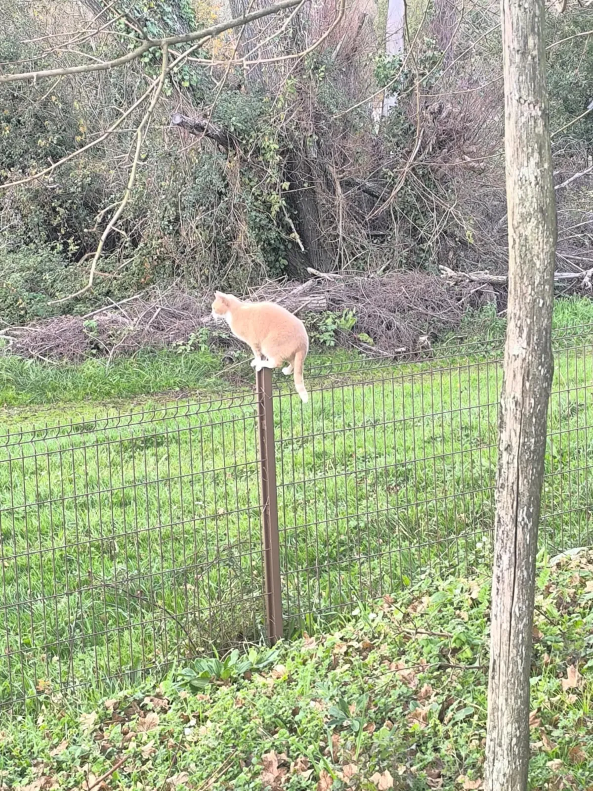 Sophie, notre chatte au grand cœur !