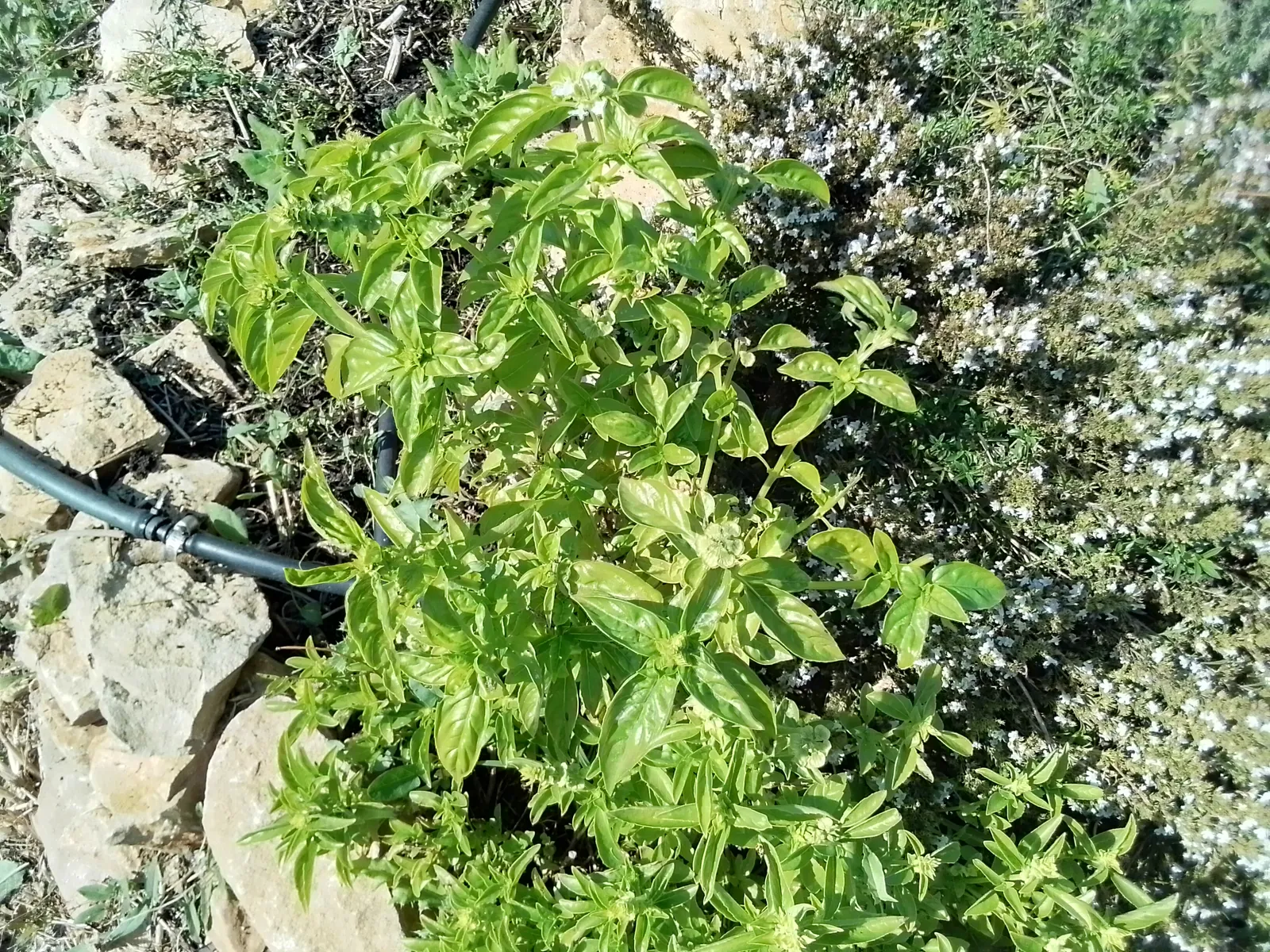 JARDIN : quel beau travail !