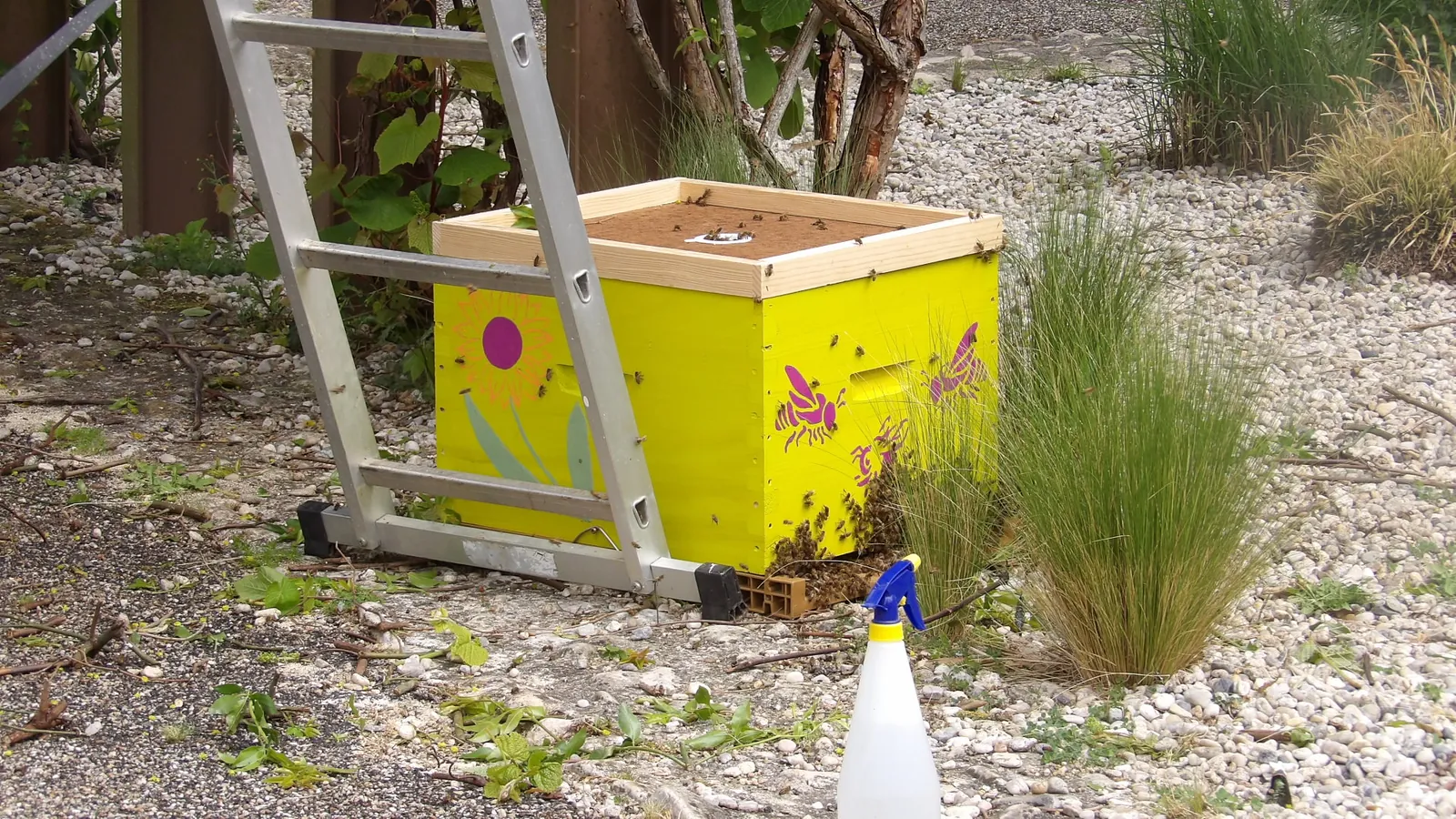 Les Jardins du Marais : Des Abeilles Sont Venue S’Installer ! 