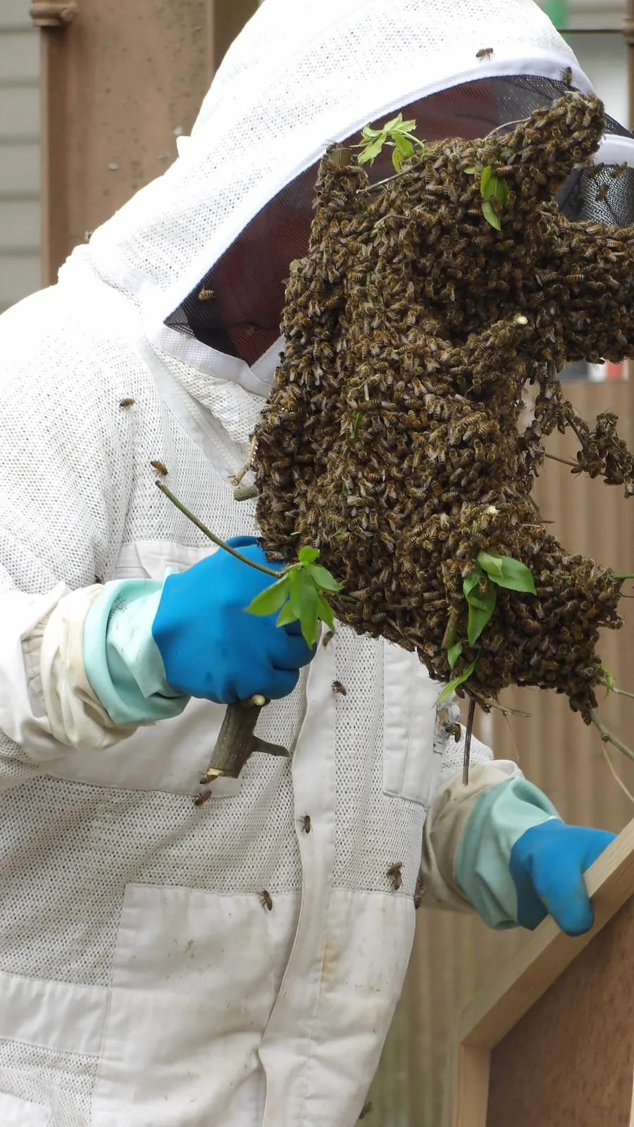 Les Jardins du Marais : Des Abeilles Sont Venue S’Installer ! 