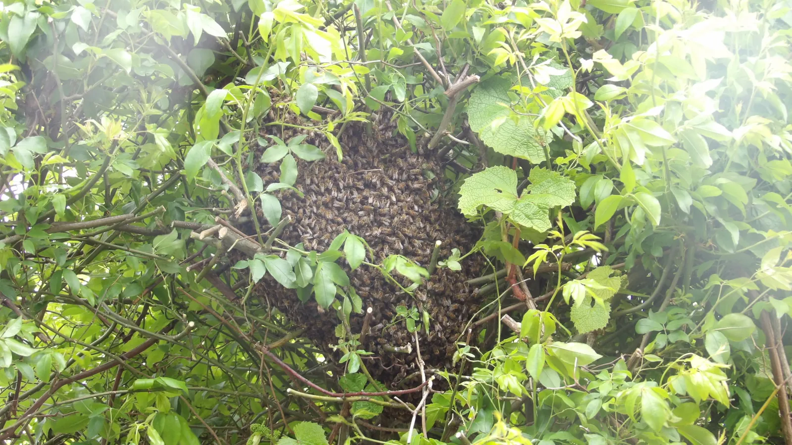Les Jardins du Marais : Des Abeilles Sont Venue S’Installer ! 