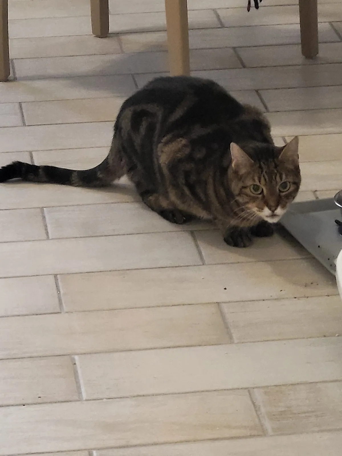 un chat aux Adrets__Qu’il est beau, notre Melchior