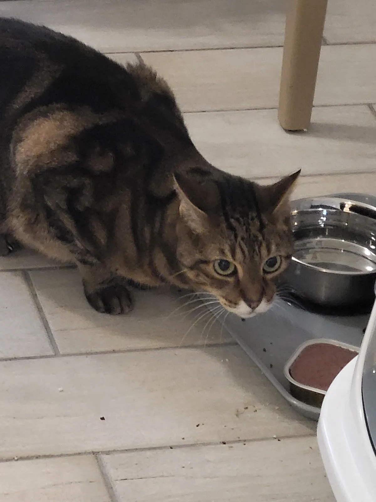 un chat aux Adrets__Qu’il est beau, notre Melchior