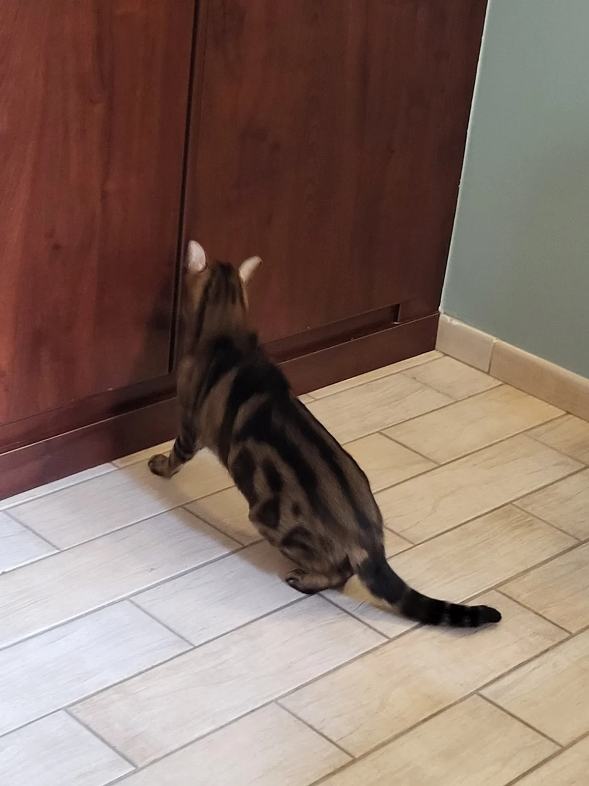 un chat aux Adrets__Qu’il est beau, notre Melchior