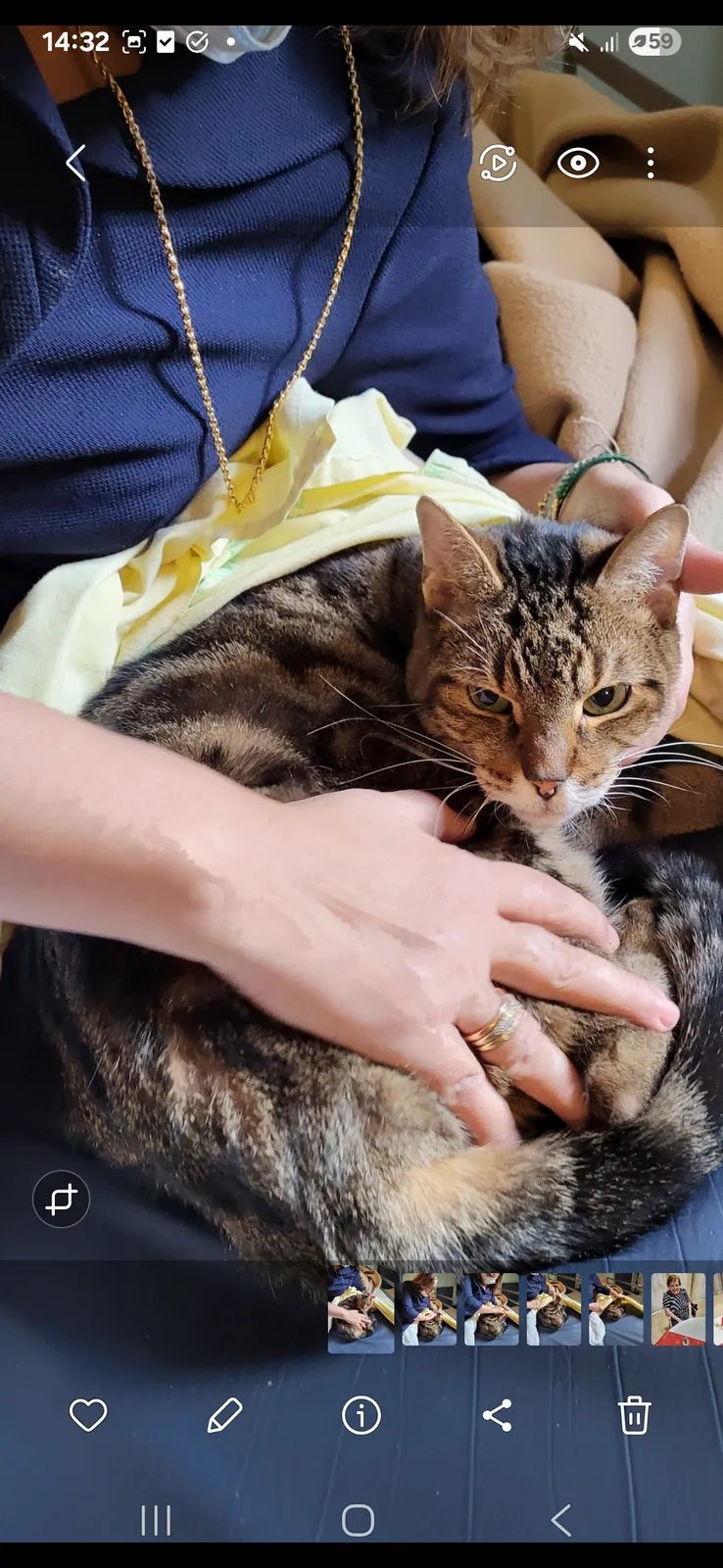 un chat aux Adrets__Qu’il est beau, notre Melchior