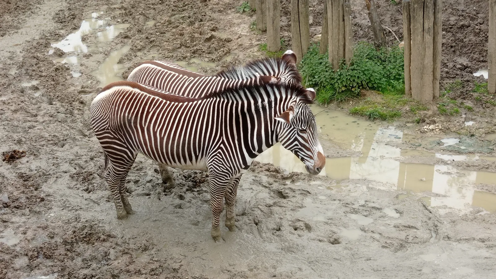 Sortie Parc Zoologique de Paris 