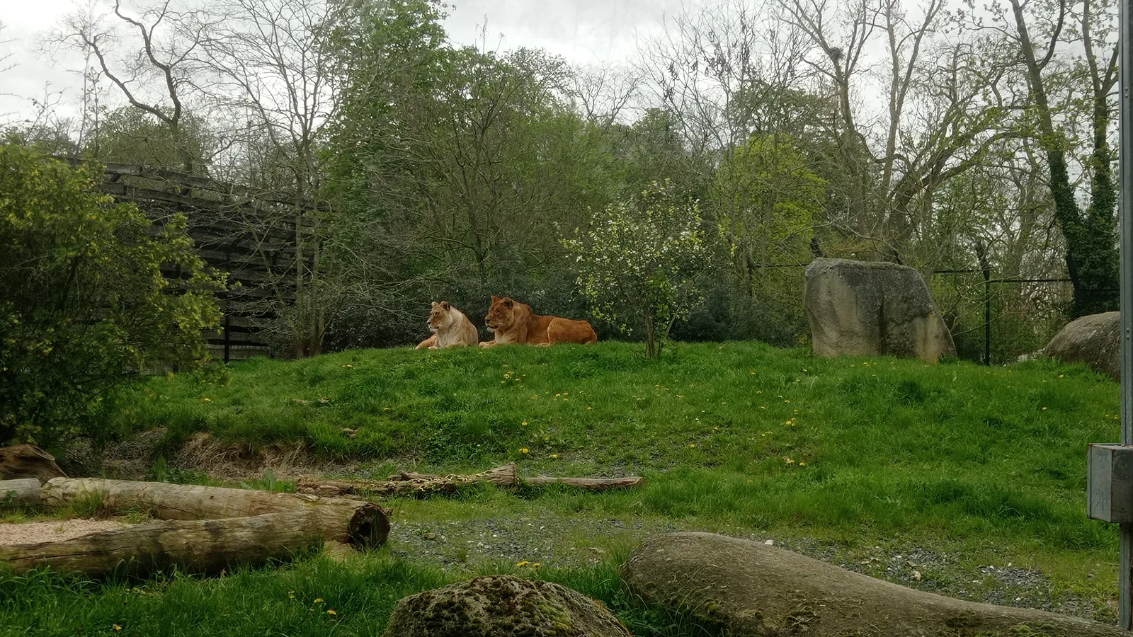 Sortie Parc Zoologique de Paris 
