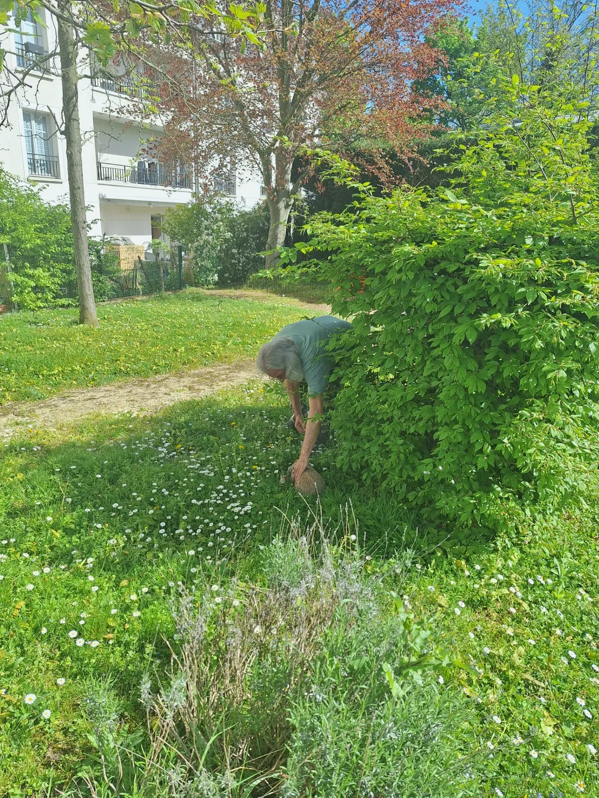 Sortie de noisette, le lapin dans le jardin 