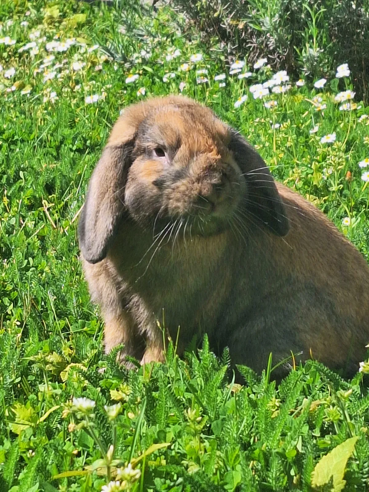 Sortie de noisette, le lapin dans le jardin 