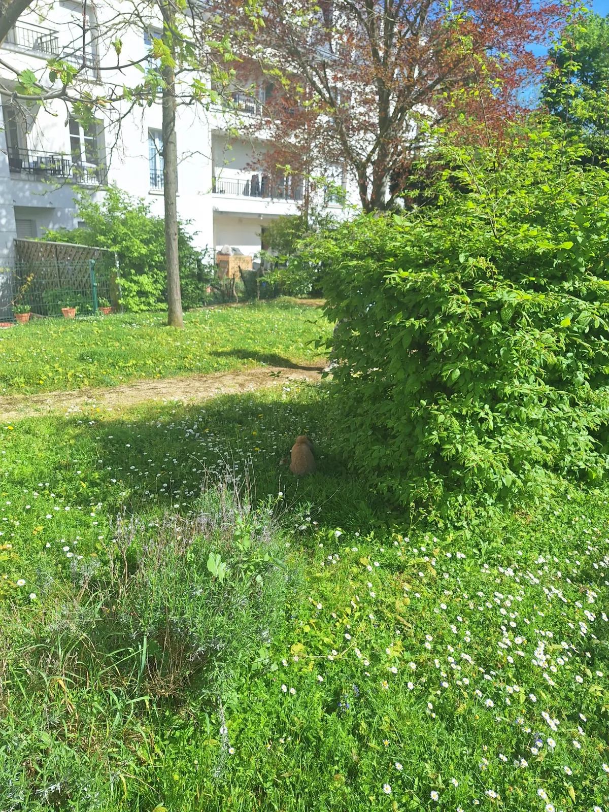 Sortie de noisette, le lapin dans le jardin 