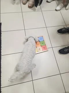 Médiation animale