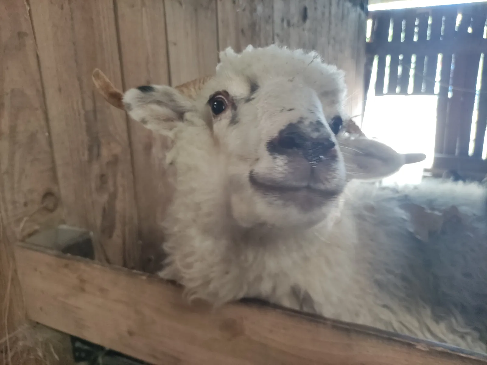 Sortie à la ferme 