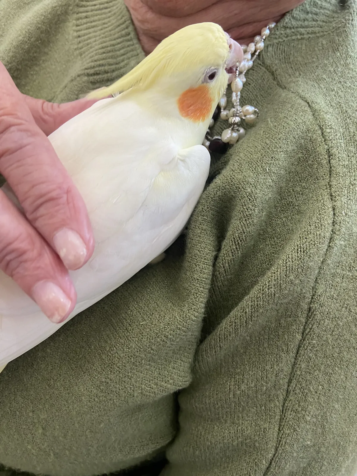 Séance de Zoothérapie – Un moment de tendresse et de partage 