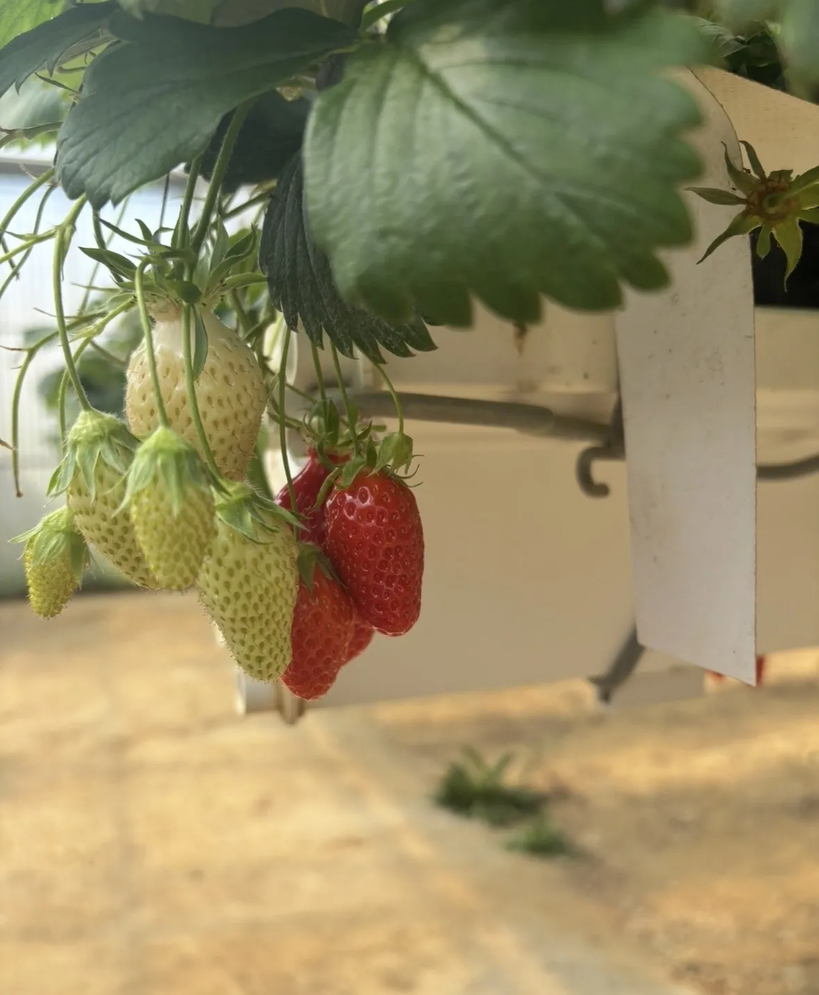 Après-midi fraises 