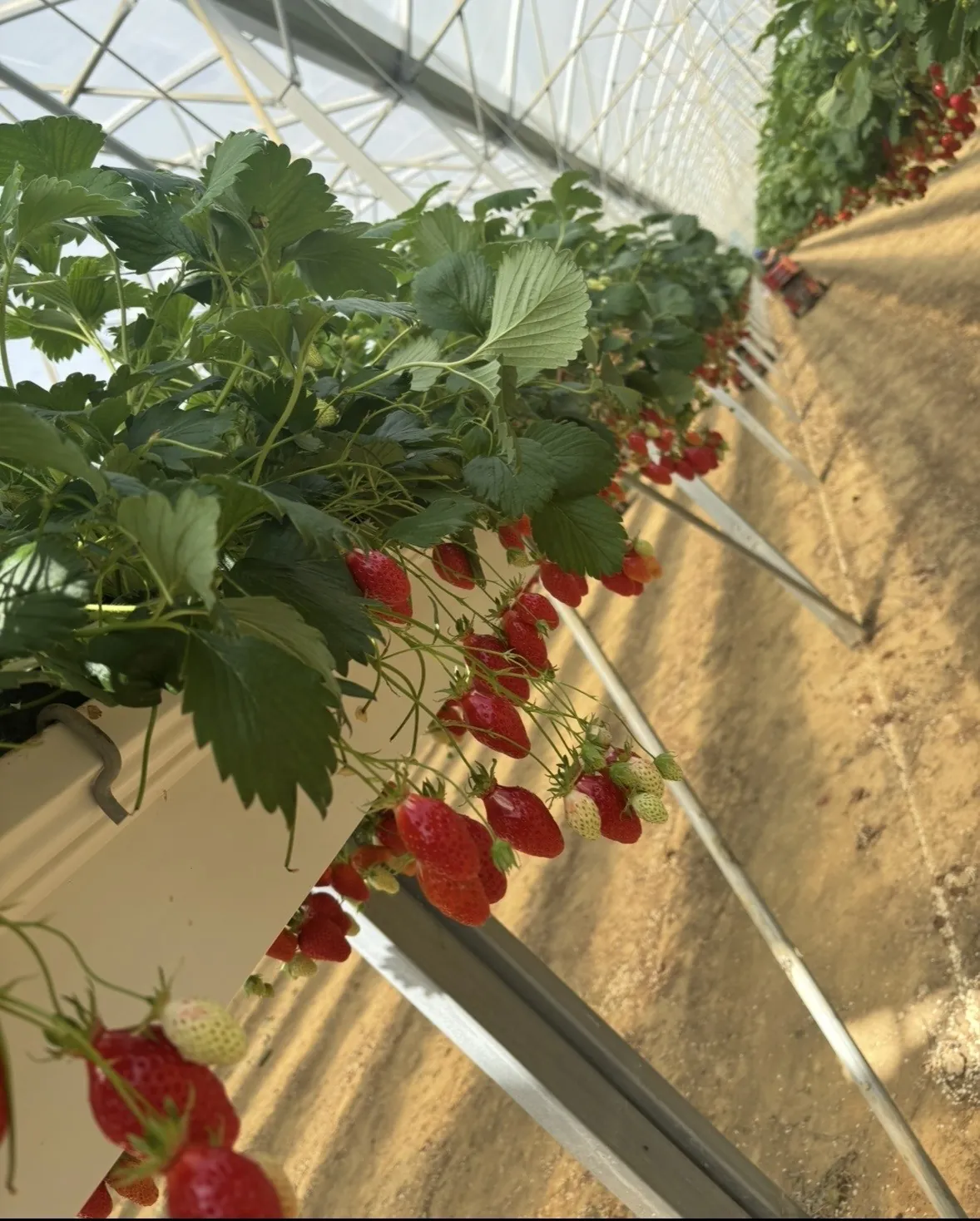 Après-midi fraises 