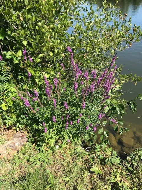 Bateau sur l'eau, la rivière au bord de l'eau...
