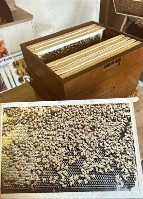 A la rencontre des abeilles 