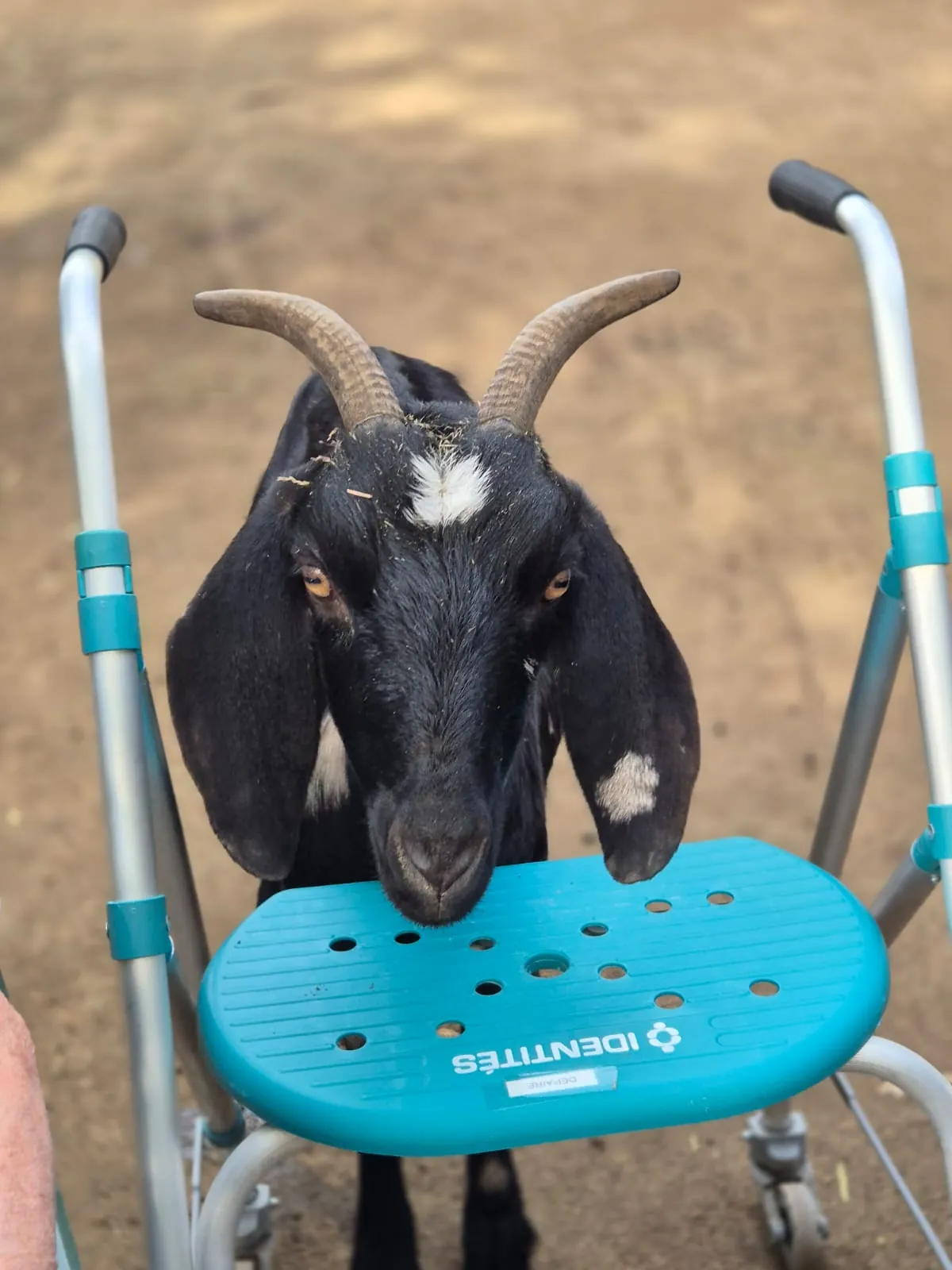 Une après-midi ensoleillée à la ferme pédagogique des Minis Chapeaux de Pailles