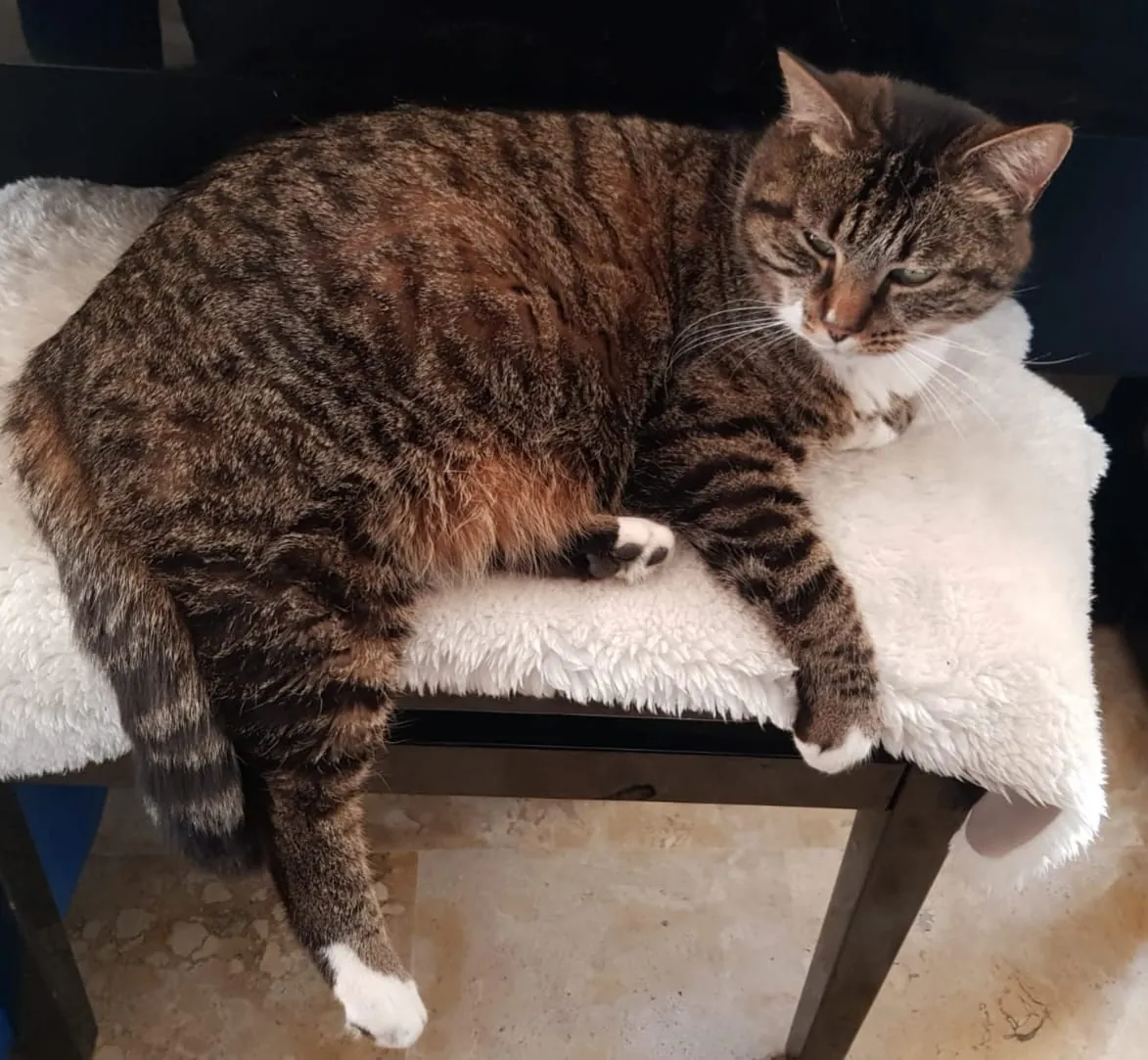 un animale de compagnie dans la résidence 