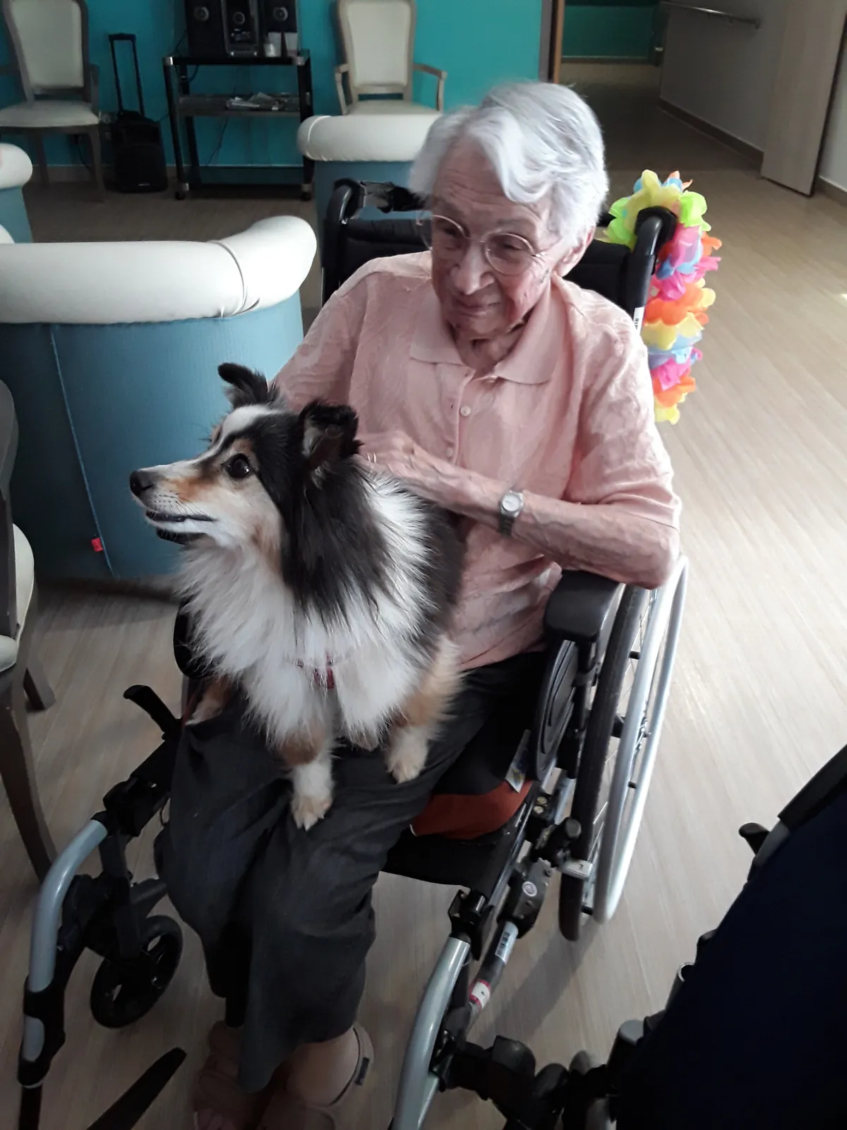 Chiens visiteurs