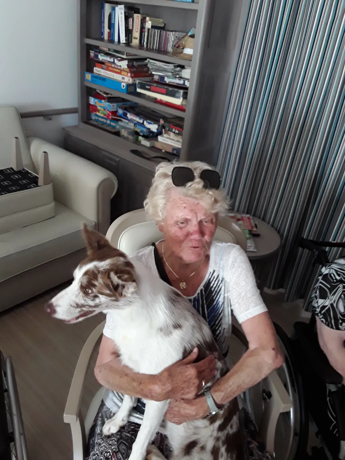 Chiens visiteurs