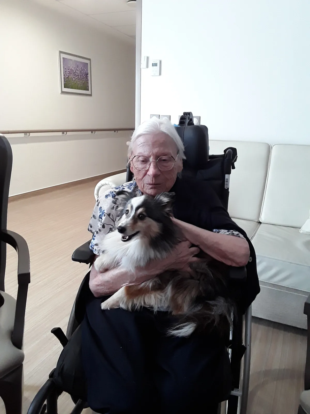 Chiens visiteurs