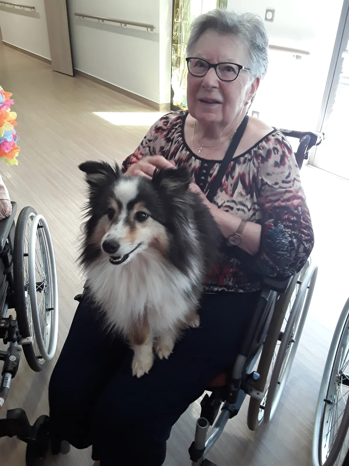Chiens visiteurs