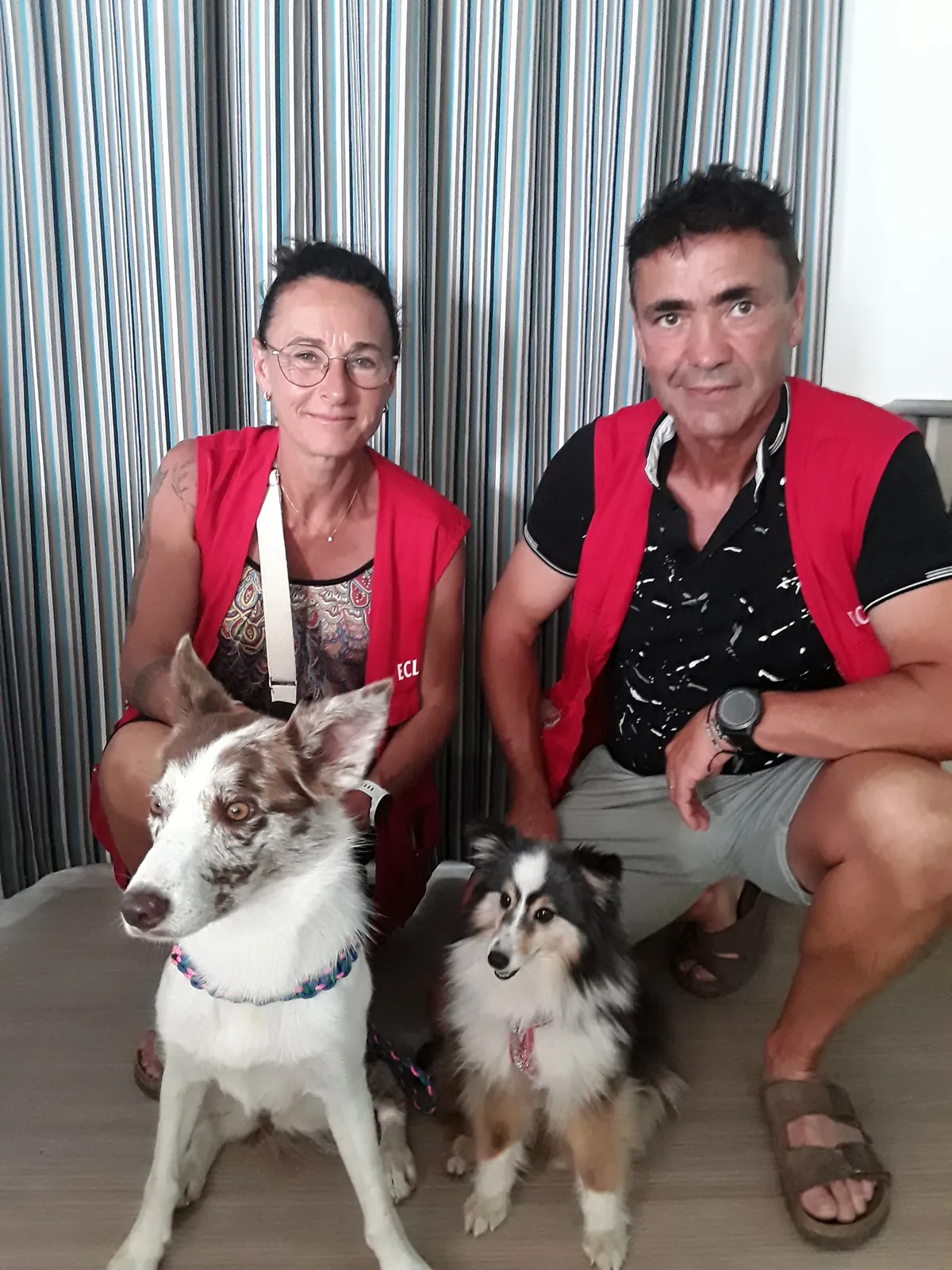 Chiens visiteurs