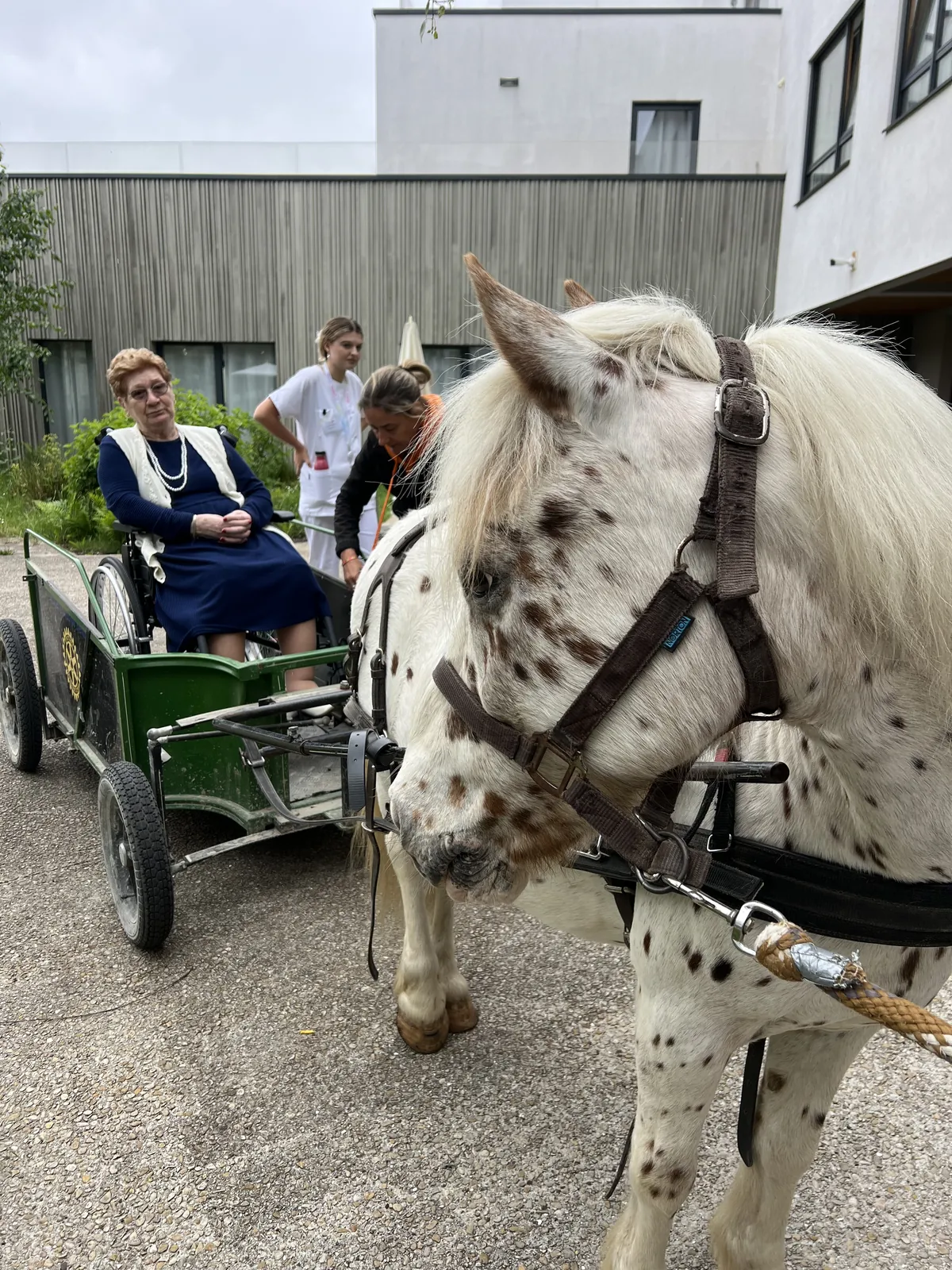 Avez-vous déjà vu un poney dans un ascenseur 