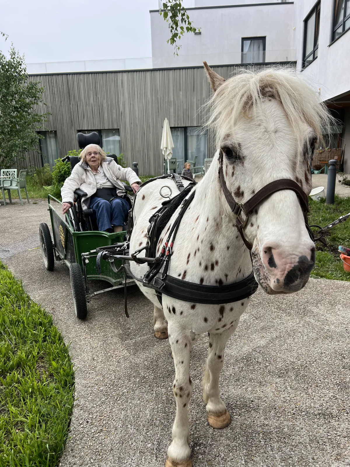 Avez-vous déjà vu un poney dans un ascenseur 