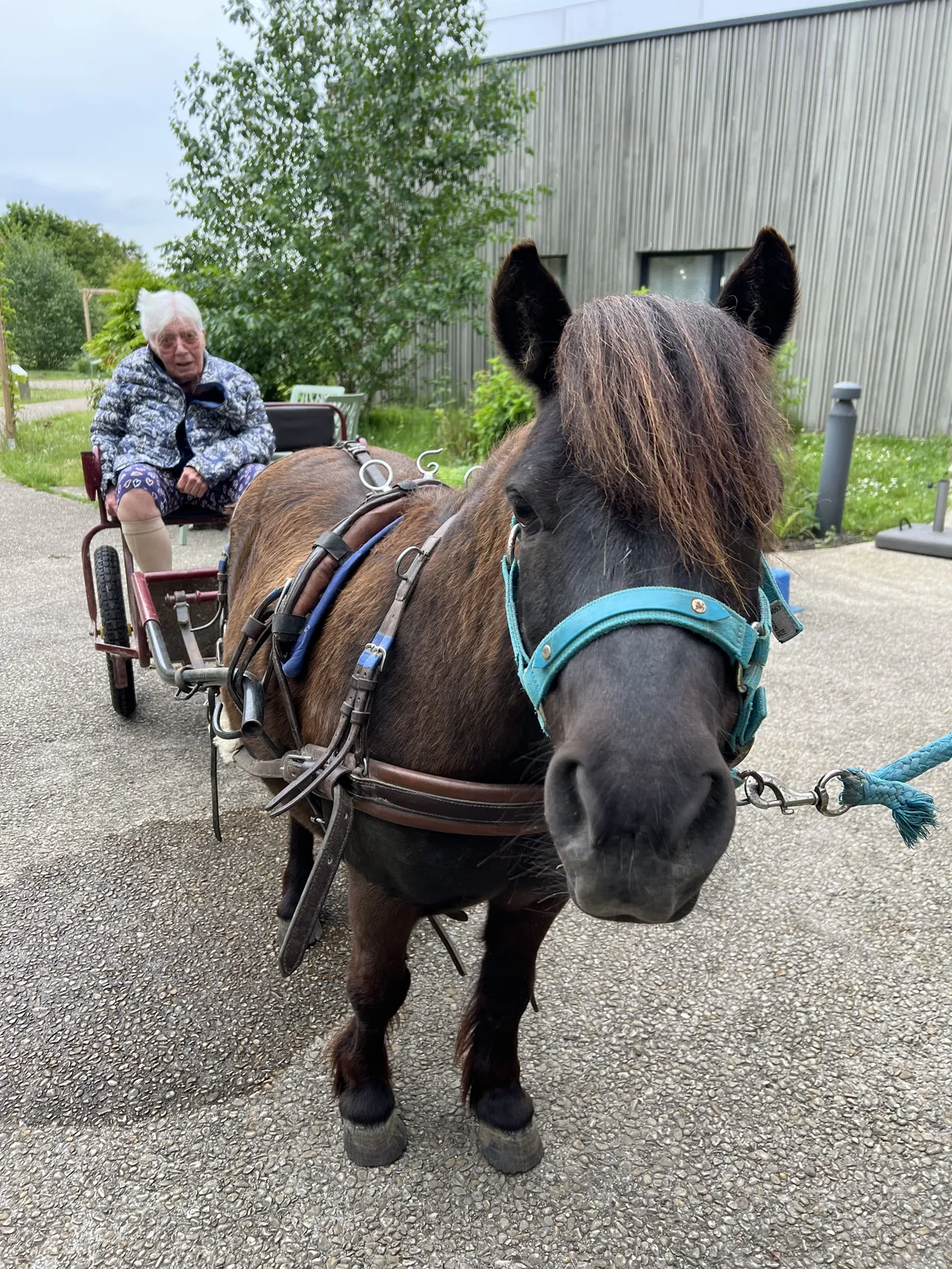 Avez-vous déjà vu un poney dans un ascenseur 